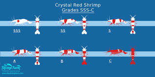 Grading Crystal Red Shrimp The Shrimp Farm