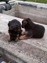 German shepherd puppies available now for sale. German Shepherd Puppy For Sale Near Me Home Facebook