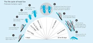 Heres The Life Cycle Of Head Lice