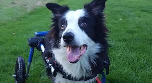 border collie health issues