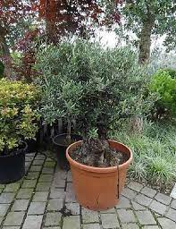 Dwarf Olive Tree In Bonsai Style