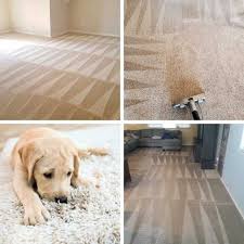 1 pet odor and stain removal in