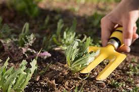 13 Essential Gardening Tools Gardener