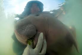 I took this picture few years ago, so that baby manatee might be grown up now. Animal That Went Viral For Hugging Its Helpers Dies Loads Of Plastic Found In Her Stomach Abc News