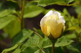 free stock photo of yellow rose flower