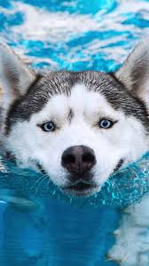 See more husky wallpaper, husky puppy wallpaper, wallpaper husky sledding, husky backgrounds, husky in clothes wallpaper, husky dog looking for the best husky wallpaper? 20 Latest Cute Husky Wallpaper Phone Lee Dii