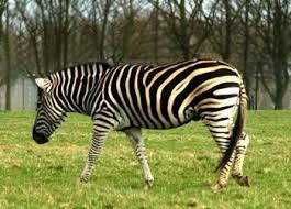 Zebras are famous for their strong pattern of black and white stripes. Where Do Zebras Live Zebras Habitat