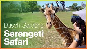 serengeti safari tour at busch gardens