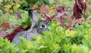 How To Keep Rabbits Out Of Garden