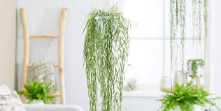 Drainage water that remains in the saucer may cause water logging. Best Indoor Hanging Plants For The Home