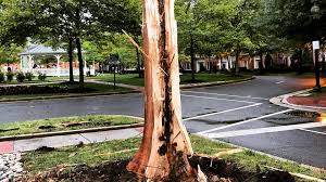 Lightning obliterated this tree in Alexandria on Sunday - The Washington  Post