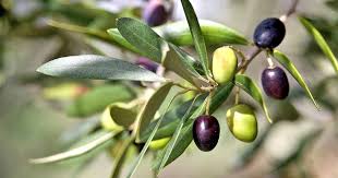 Learn How To Grow Olive Trees In The Home Landscape