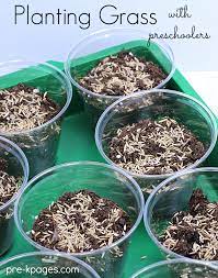 how to grow gr seed in a cup pre k