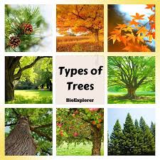 types of trees deciduous trees