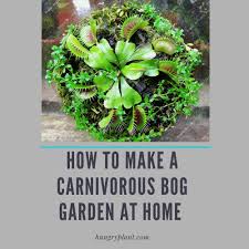 Carnivorous Plant Bog Garden