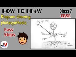 Draw Photosynthesis Process Diagram