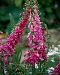 Orchids aren't easy to tend to. Best Pink Flowers For Your Garden Better Homes Gardens