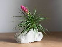 how-do-you-glue-air-plants-to-crystals