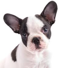 Get matched with a furry new puppy here at vip puppies. French Bulldog Puppies Petland Summerville