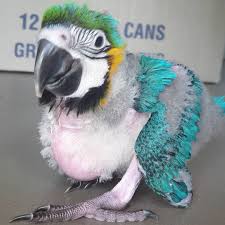 baby blue and gold macaw