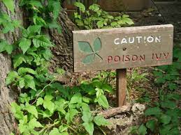 the ultimate guide to poison ivy