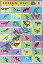 Birds Chart Chart Number 13 Minikids In