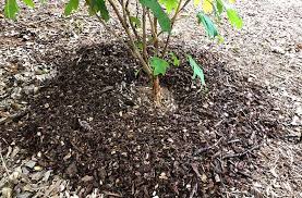Why Mulch Matters Everything You Need