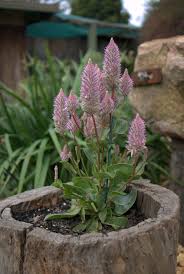 Natives For Pots And Containers 3