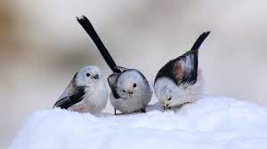 Cute Snow Birds HD desktop wallpaper ...