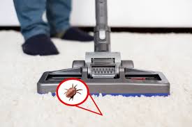 how to get rid of fleas in carpet