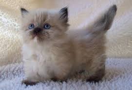 The munchkin is considered to be the original breed of dwarf cat. Munchkin Cat Price Munchkin Cost Where To Buy Munchkin Kittens