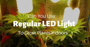 Check spelling or type a new query. Can You Use Regular Led Lights For Grow Lights Murfreesboro Arkansas