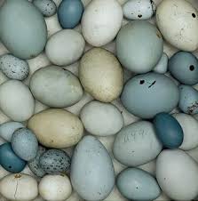 Blue swedish duck egg color. Sarkan Blue Eggs Colour Schemes Duck Egg Blue