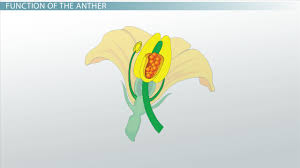 anther of a flower definition