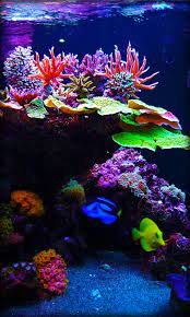 free aquarium live wallpapers s