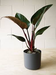 Find here details of companies selling philodendron plant, for your purchase requirements. Congo Line Philodendron Plant Cool Plants Patio Plants