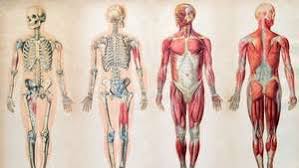 They also provide for the attachment of muscles, and help us move around. Human Body Organs Systems Structure Diagram Facts Britannica