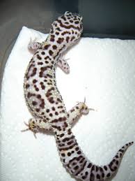 Le Gecko léopard / Les phases Images?q=tbn:ANd9GcToBi82KQswlijZ7ykeLx1-F3GcRwNV9cptWfZNLMf-hfq4jvZUmw