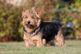 It's free to post an ad. Norwich Terrier Dog Breed Information