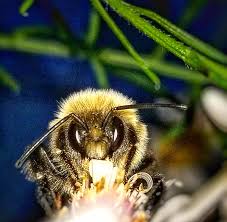 honey bee closeup hd wallpaper peakpx
