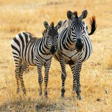 They are preyed on mainly by lions and typically flee when threatened but also bite and kick. What Do Zebras Eat Learn More About Zebras And Their Diet