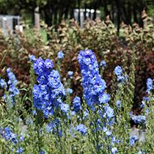 blue fountains larkspur delphinium