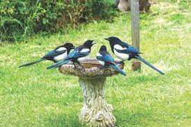 deter magpies here s how to keep them