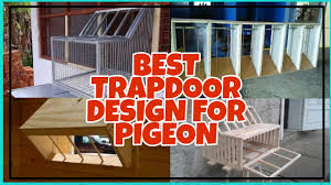 effective trapdoor design for pigeon