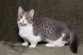 munchkin cats live average lifespan