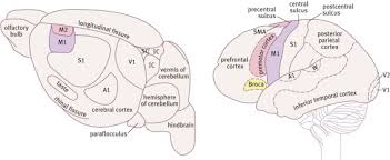 primary motor cortex an overview