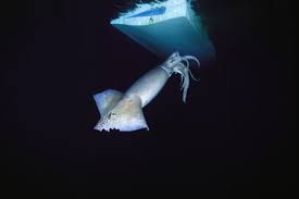 could a squid take down a submarine