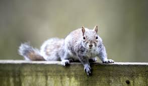 Squirrels Garden Pests Diseases