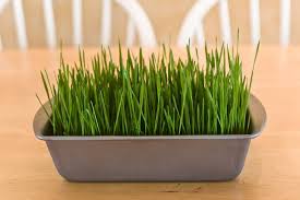 I let it achieve a height of about three to four inches before setting the container on the floor for the cats to graze. How To Grow Grass Indoors Agreenhand