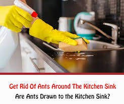 get rid of ants around the kitchen sink